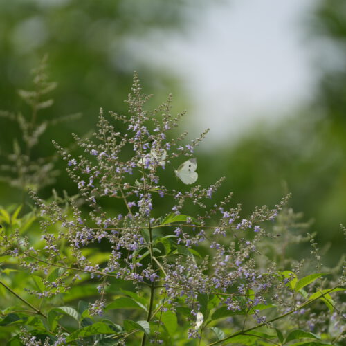 OS_04802