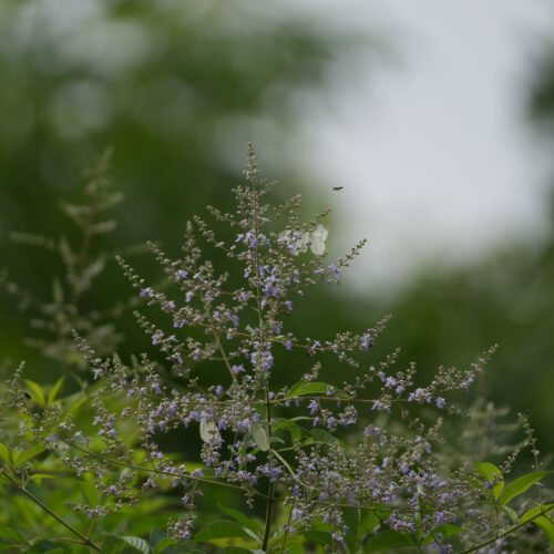 OS_04883