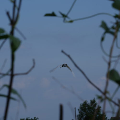OS_05236