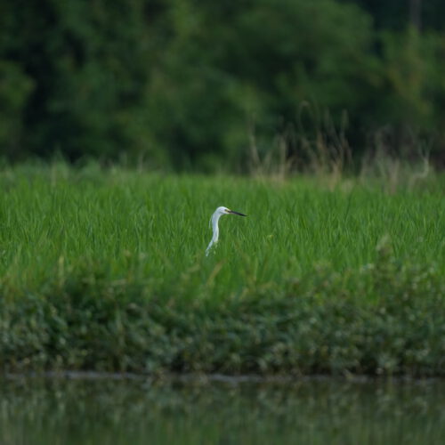 OS_05369
