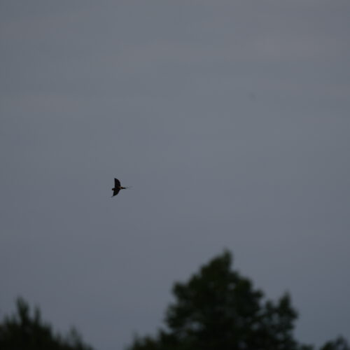 OS_05377
