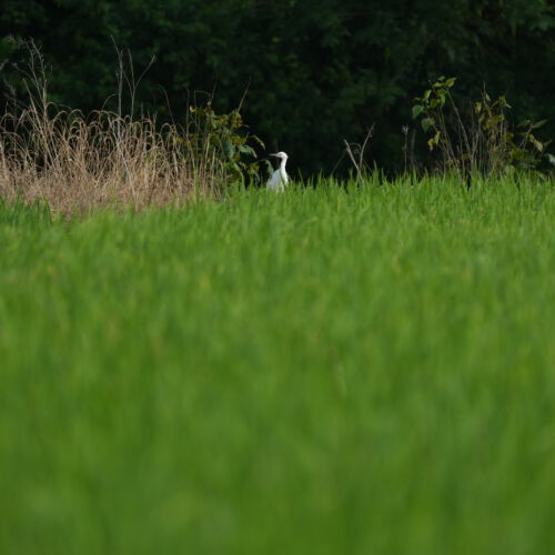 OS_05665
