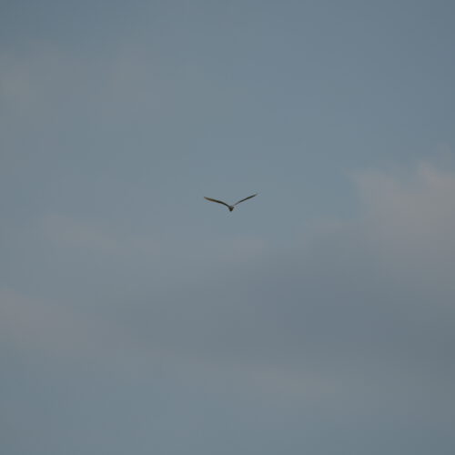 OS_05679