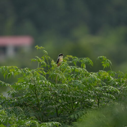 OS_05833