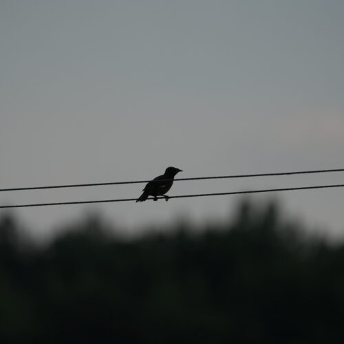 OS_05906