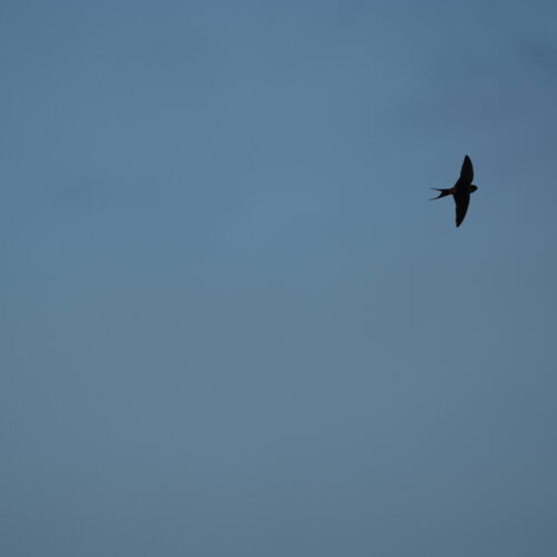 OS_06021