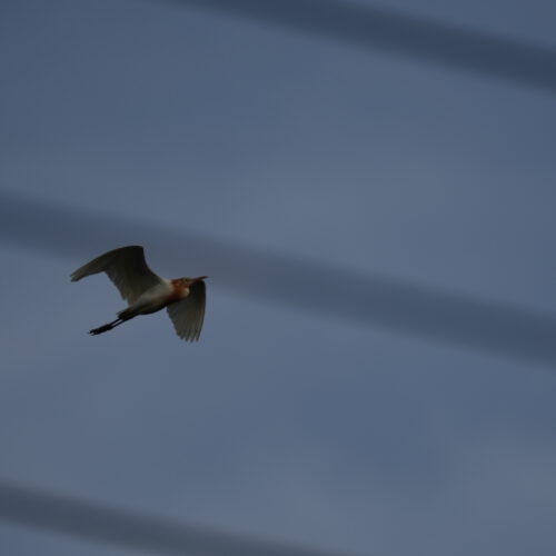 OS_06775