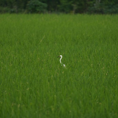 OS_06795