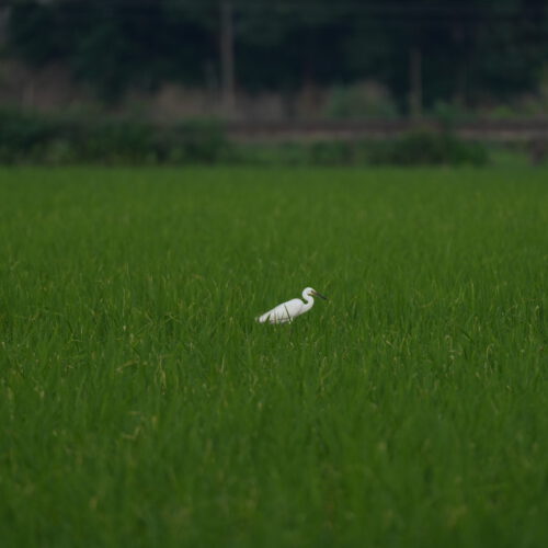 OS_06800